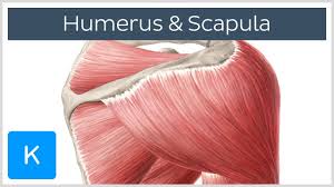 Learn vocabulary, terms and more with flashcards, games and other study tools. Muskeln Des Humerus Und Der Scapula Anatomie Des Menschen Kenhub Youtube
