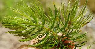 Image result for Ceratophyllum muricatum