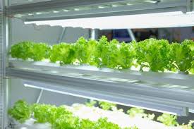 In addition to area 51 and pacific light concepts, i looked at tasty led, johnson grow lights, go green led and optic grow lights. New Amurican Gospels Select The Right Light Emitting Diode Grow Light