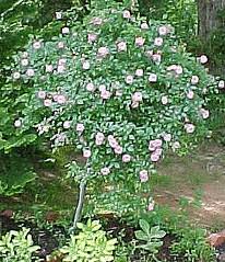It prefers full sun and regular moisture. Midwest Gardening Growing Tree Roses