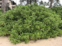 Epingle Sur Arboles Y Flores En Republica Dominicana