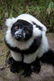 31 Lemur Ideas Lemur Cute Animals Animals Wild