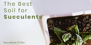 Most cactus and succulent soil mixes for succulents are only part of the picture when discussing successful propagation and. Best Soil For Succulents
