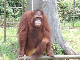 Far behind my mind, all this while, i knew there's this one orang utan rehabilitation centre in peninsular malaysia. Bukit Merah Orangutan Island Up Close And Personal With The Ape Clan Mildly Indian