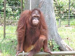 Orang utan island is geared to serve as a temporary home for orangutans rescued from illegal possession or trade before being returned to their habitat. Bukit Merah Orangutan Island Up Close And Personal With The Ape Clan Mildly Indian