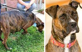 Pregnant Dog Refuses To Give Birth Then The Vet Sees Exactly Why Housediver