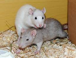 How To Clean Cages The Right Way - Ratcentral