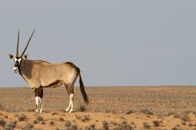 الحيوانات والنباتات التي تعيش في الصحراء بالأسماء والصور مجلة محطات
