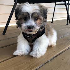 Cavapoo puppies for sale adorable pup puppy kisses dogs animals puppies cavapoo this beautiful pup is a cavapoo ready to meet his new companion. Cavapoo Puppies For Sale Near Me Home