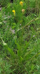 Image result for Pseudopodospermum hispanicum