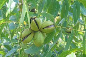 It is grown mostly for its delicious edible nuts that appear in the summer after an insignificant bloom. Growing Pecan Tree Varieties Planting Guide Care Problems And Harvest