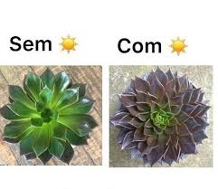 Ganhou uma suculenta de presente e não com o vaso original de suculenta de cabeça para baixo, bata no fundo até que ela se solte. Como Cuidar De Suculentas E Cactos Suculentas Suculentas Coloridas Cactos E Suculentas