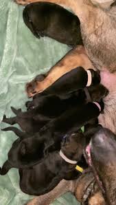 Puppy pile up! Have a great day!! Nina/Gato puppies are now 6 days old and  thriving!!