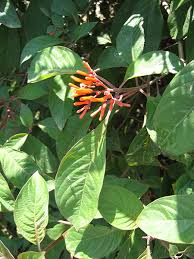 Image result for Hamelia patens