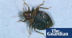 As such, it's important to understand what bed bugs are, which treatments are effective. Don T Let The Bedbugs Bite Health Wellbeing The Guardian