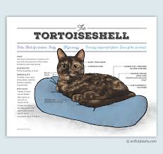 How the coats look is all down to genetic mutations through careful breeding programs and introductions of new breeds from around the world. Tortoiseshell Cat Diagram Art Print Funny Gift For Cat Lovers
