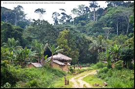 What Is Community Forestry
