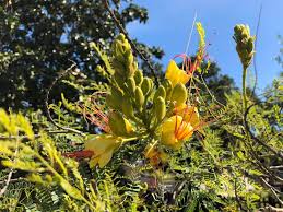Image result for Erythrostemon gilliesii