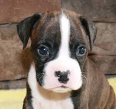 Only guaranteed quality, healthy puppies. Boxer Puppies For Sale Baltimore Md 130339 Petzlover