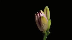 Plants flowers flowers gif nature animation art image my flower animation glitter graphics. Blooming Flower Gif 12 By Hal Grey Hawk Brower On Make A Gif Blooming Flowers Flowers Gif Flower Aesthetic