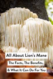 Including why we use lion's mane as a nootropic, recommended dosage. All About Lion S Mane Its Benefits 40 Aprons