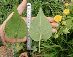 Image result for Abutilon grandiflorum