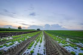 Pests are organisms that interfere with the yield of biological pest control is aimed at conserving the ecosystem by protecting agricultural produce as well as conserving the natural enemy. Improving Agriculture 7 Techniques To Make Farming Less Destructive Emagazine Com