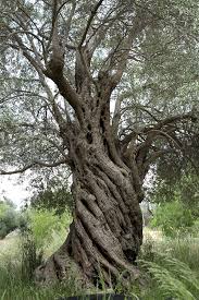 Olea Ancient Olive Trees In Mediterranean Countries Olive Tree Unique Trees Ancient Tree