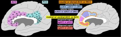 Previous research has found that these adjustments are most robust in the simon task. Anterior Cingulate Cortex Unique Role In Cognition And Emotion The Journal Of Neuropsychiatry And Clinical Neurosciences