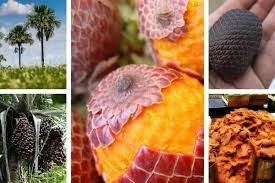 Image result for Chironia flexuosa