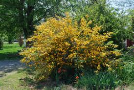 Image result for Kerria japonica