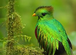 Resplendent Quetzal Central America Kus