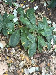 Image result for Palisota