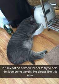 The best way to add fiber to your pet's diet is by heeding the advice and recommendations of your veterinarian. The Vet Said My Cat Needs To Go On A Diet 9gag
