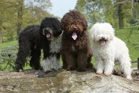 Spanish Water Dog: Dog Breed Characteristics & Care