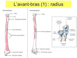 Das obere ende (epiphysis proximalis), der radiuskopf (caput radii, auch caput corvi. Anatomie 09