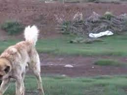 Erciyes Te Kangal Coban Kopekleri Youtube
