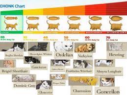 i sorted all of the fodlan cats on the chonk chart scale :  rFireEmblemThreeHouses