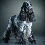 Les Cockers De Montravel Chiots A Vendre Chiots Epagneul Bebe Cocker Chiot