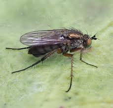 Image result for Dolichos petiolatus