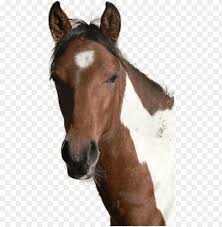 Download transparent tribal png for free on pngkey.com. Horse Head Png Horses Head Png Image With Transparent Background Toppng