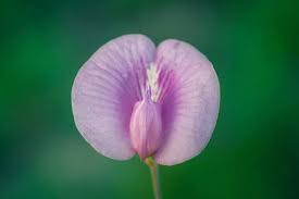 Image result for Clitoria