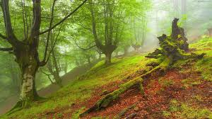 منظره طبیعت بکر جنگل مه آلو Misty forest