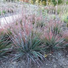 Image result for Schizachyrium