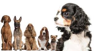 cavalier king charles spaniel mix is one of these dogs