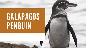 Galapagos penguins are sometimes called jackass. Best 10 Galapagos Penguin Facts Diet Habitat Lifespan Zoological World