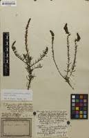 Image result for Hebenstretia dentata