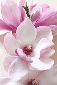 Chasingrainbowsforever Pink And White Magnolia Flower Love Flowers Flowers