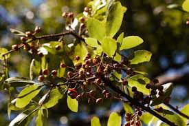 Image result for Ochna schweinfurthiana