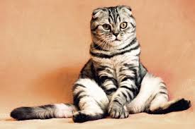 Puppies (birth to six months). How Often Should You Take Your Cat To The Vet